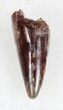 Eryops Tooth From Oklahoma - Giant Permian Amphibian #33540-1